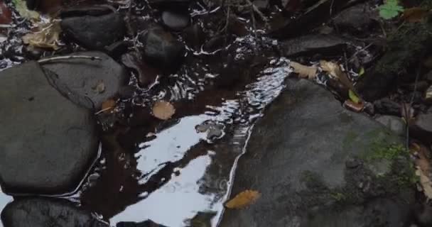 Panning Shot Leaf Travelling Pool Woodland Stream — Stock Video