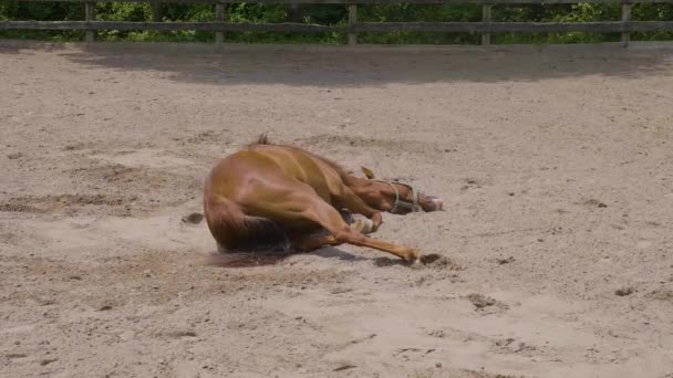 Cavalo Castanho Rola Sujeira Tentando Coçar Câmera Lenta — Vídeo de Stock