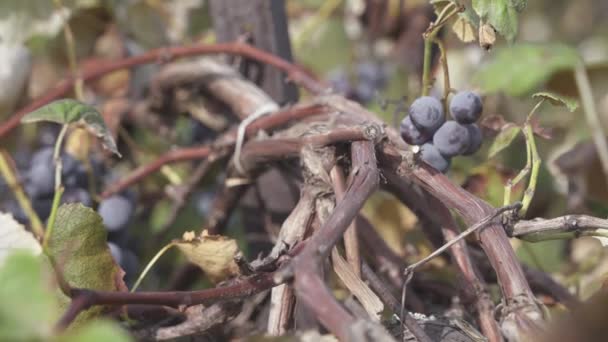 Uvas Que Crecen Región Vinícola Del Niágara Beamsville Ontario Canadá — Vídeos de Stock