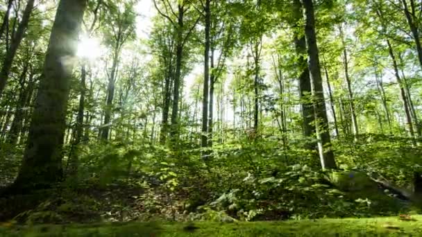 Movimento Timelapse Dos Raios Solares Que Irradiam Através Floresta Verde — Vídeo de Stock