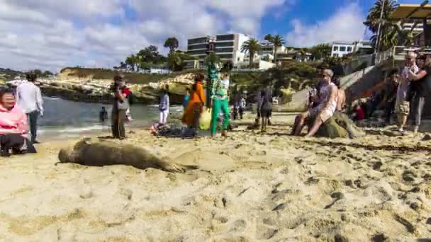 海岸の砂の上に横たわるアシカのタイムラプス観光客が集まる — ストック動画