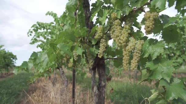 リースリングはナイアガラのワイン産地で栽培ブドウ畑 Beamsville Ontario Canada — ストック動画