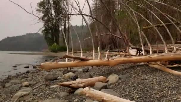 Facet Spacerujący Upadłych Drzewach Driftwood Beach Pokazując Jak Zniszczenie Lasu — Wideo stockowe