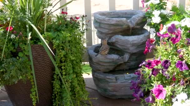 House Finch Visite Une Fontaine Eau Jardin Pour Boire Verre — Video