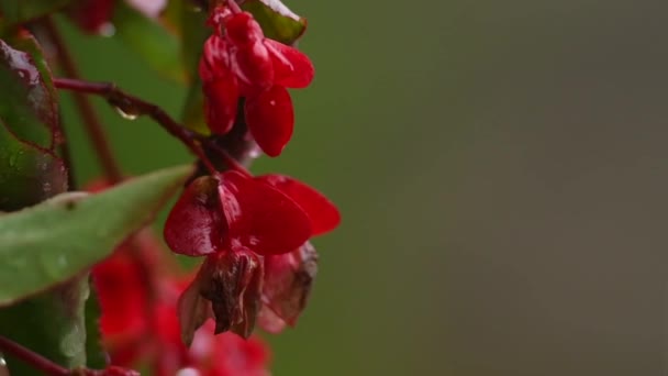 在雨中 红色的花朵在绿色的背景上 红色的阳台上 背景不集中 雨滴落在花瓣上 四处飞溅 — 图库视频影像