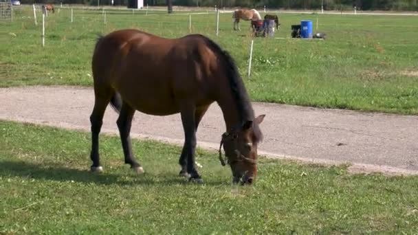 Koń Jedzący Trawę Polu — Wideo stockowe
