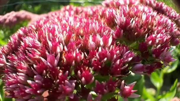 Makro Närbild Rosa Och Vit Trädgård Blommor — Stockvideo