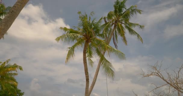 Palmiyelerden Salıncaklara Doğru Eğil — Stok video