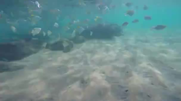 Onderwater Duikopleiding Het Onderwaterleven Als Verschillende Vissen Bekijken — Stockvideo