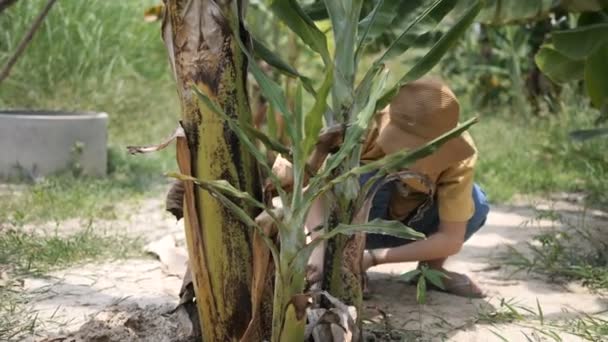 Asian Girl Working Banana Tree Field Slow Motion — Stock Video