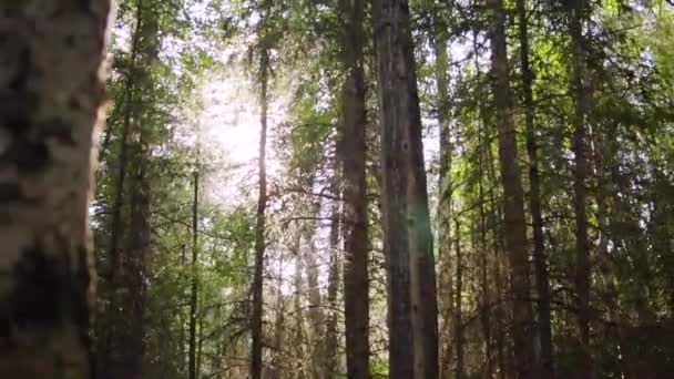 Sonne Blickt Durch Wälder Süd Zentralalaska — Stockvideo