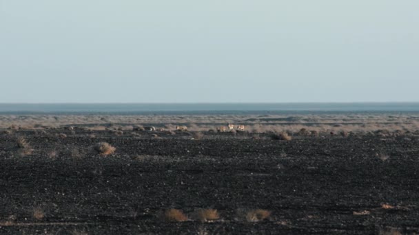 Онагеры Азиатские Ослы Заповеднике Шаумари Азраке Иордания Широкий Выстрел — стоковое видео