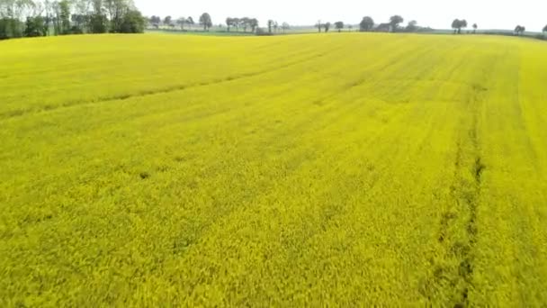 Aerial Footage Canola Seed Fields Beautiful Yellow Flowers Full Bloom — Stock Video