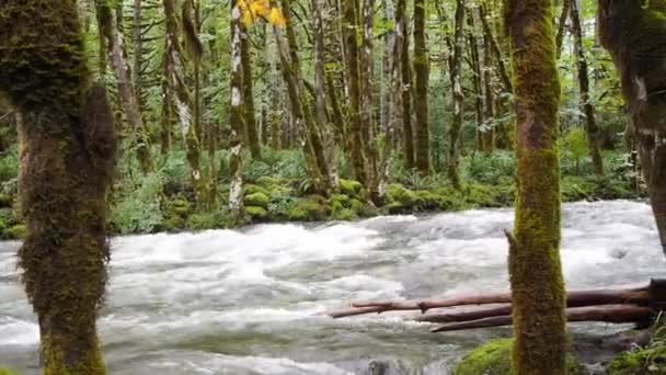 Rzeka Lasach Tropikalnych — Wideo stockowe
