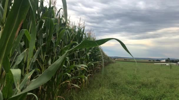 Maíz Está Creciendo Una Tierra Cultivo — Vídeo de stock