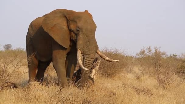 Grande Elefantes Toro Colmillo Loxodonta Africana Pastan Lentamente Los Meses — Vídeo de stock