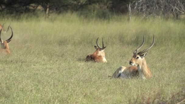 Impala Liggend Het Gras Kijkend Naar Camera — Stockvideo