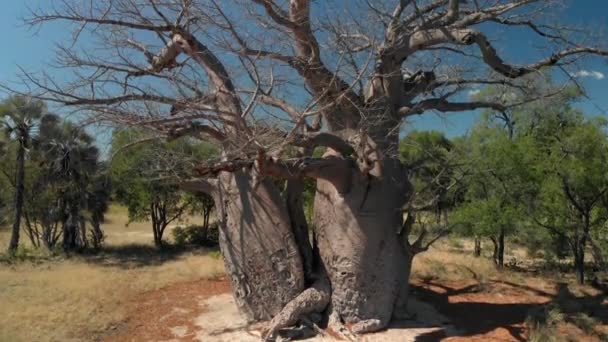 Luftaufnahme Aufstieg Vor Einem 3000 Jahre Alten Wunderschönen Stamm Boabab — Stockvideo