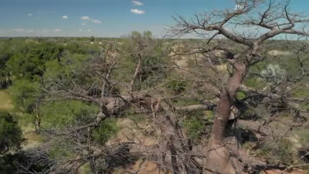 4K空撮 3000年の周りに近い円美しい2つの幹 Boabab Tree Nambia — ストック動画