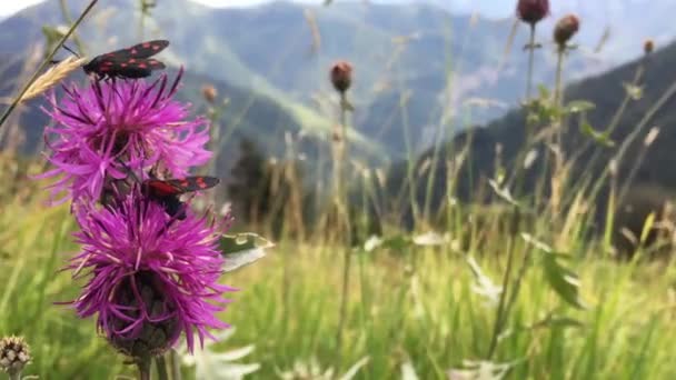 Góra Alpach 2200M Wysokości Zielonymi Trawami Drzewami Pochmurny Dzień — Wideo stockowe