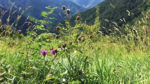 2200 Metre Yükseklikteki Alpler Bulutlu Bir Günde Yeşil Gras Ağaçlarla — Stok video