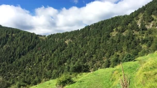 Uma Montanha Nos Alpes 2200M Altura Com Gras Verdes Árvores — Vídeo de Stock