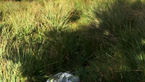 Uma Montanha Nos Alpes 2200M Altura Com Gras Verdes Árvores — Vídeo de Stock