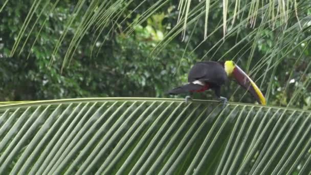 Kestane Rengi Tukan Manuel Antonio Ulusal Parkı Kosta Rika — Stok video