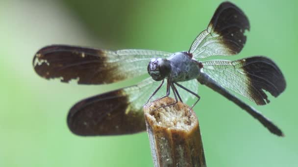 Blue Dragonfly Burned Wings Green Soft Focus Background Close — Stock Video