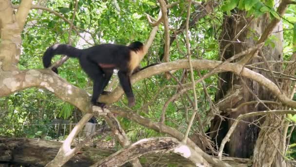 Kosta Rika Bir Orman Ağacında Beyaz Başlı Capuchin Maymunu Yavaş — Stok video