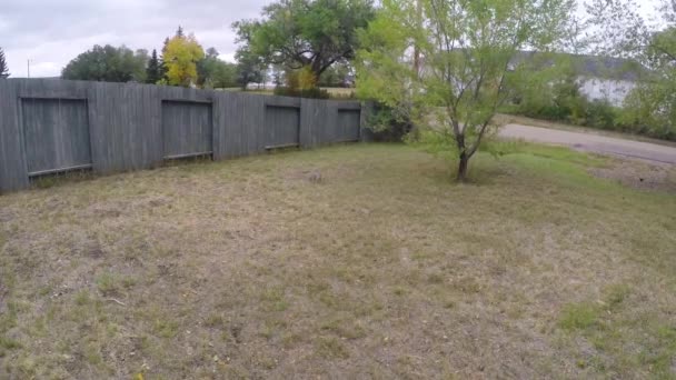 Bunny Rabbit Senta Jardim Frente Uma Casa Lado Uma Cerca — Vídeo de Stock