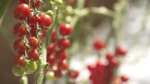 Rostliny Rajčat Třešně Létě Velmi Červené Zelené Ovoce Lahodná Rajčata — Stock video