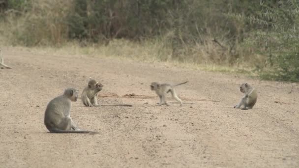 Una Gran Cantidad Monos Vervet Jóvenes Jugando Burlándose Impala — Vídeos de Stock