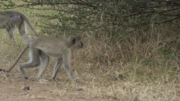 Vervet Apan Går Genom Buskarna Tittar Upp Savanna Namibia — Stockvideo