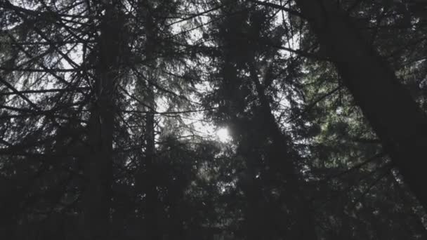Sol Asomándose Través Los Pinos Parque Nacional Harz Alemania Slomo — Vídeo de stock
