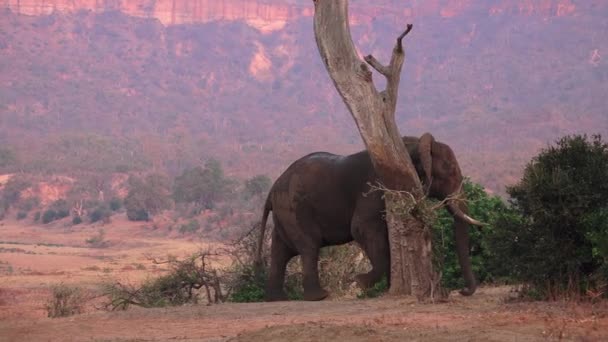 Elefante Toro Tiene Buen Rasguño Árbol Favorito Parque Nacional Gonarezhou — Vídeos de Stock