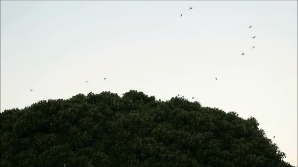 Hejno Vrabů Opouštějící Jejich Noční Hnízdiště Velkém Stromě Andalusské Vesnici — Stock video
