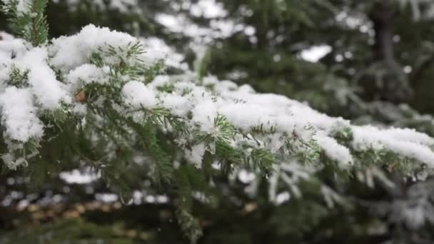 Uhd Overdag Handheld Opname Van Lichte Sneeuwval Dennen Groenblijvende Bomen — Stockvideo