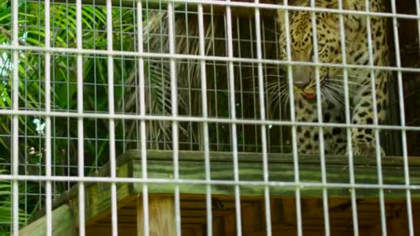 Tiger Zoo Cage Alone — ストック動画