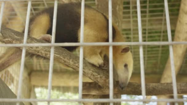 Ant Eater Mammal Wanderung Auf Einem Zweichbaum — Stockvideo