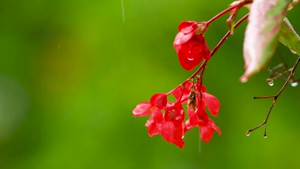 Röd Impatiens Blomma Grön Bakgrund Regn Röd Balkong Blommor Bakgrund — Stockvideo