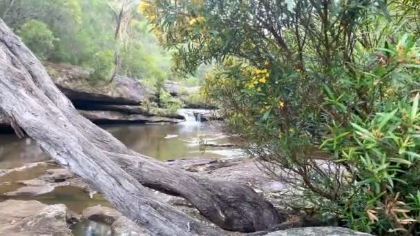 Gelbe Blumen Und Totes Holz Liegen Über Einem Fluss Australien — Stockvideo