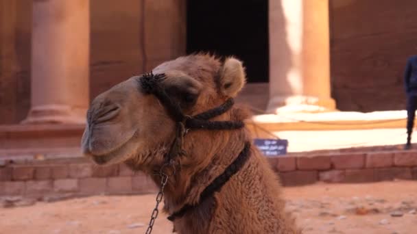 Dromedaris Kameel Hoofd Close Expressieve Traditionele Woestijn Dier Petra Jordan — Stockvideo
