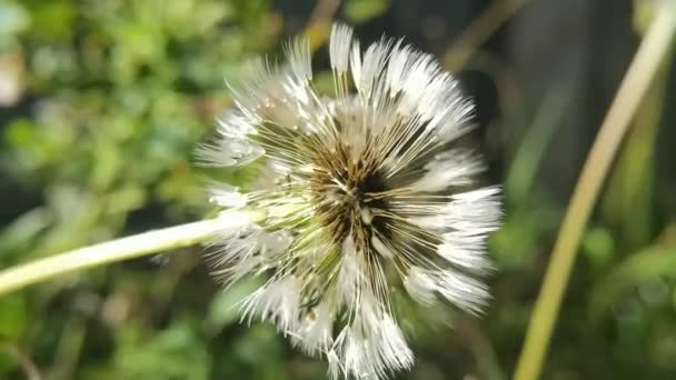 Semi Tarassaco Alla Luce Del Sole — Video Stock