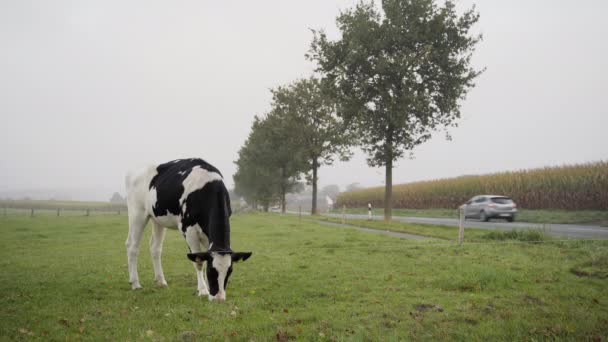 Kuh Frisst Gras Neben Einer Straße Und Einem Maisfeld Niedersachsen — Stockvideo