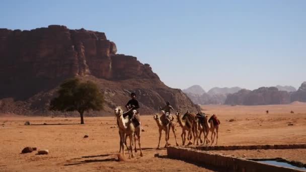 Young Arabs Bedouin Ride Group Dromedary Camel Ready Guided Tour — Wideo stockowe