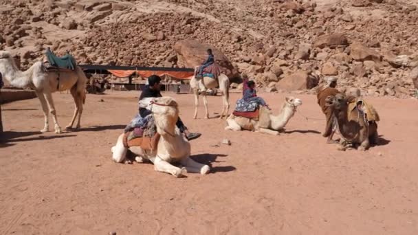 Valley Moon Famous Travel Destination Touristic Guided Tour Camel Visiting — Stock Video