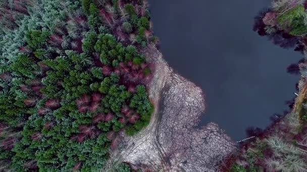 空中鸟瞰着环绕湖面的秋天森林景观 多云的天气里 乡间多彩的森林树叶和蓝色的湖水 — 图库视频影像