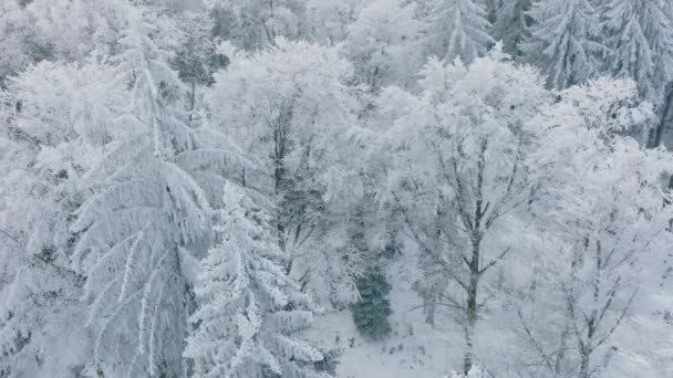 Witte Woud Met Besneeuwde Bomen Tijdens Winter Bois Jorat Vaud — Stockvideo
