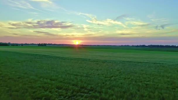 水平線の上に太陽が沈む緑のトウモロコシ畑の上を空中で後方に移動した トウモロコシ畑の上の美しい夏の農業風景 — ストック動画